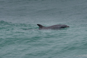 A bottlenose dolphin by Craig Tooley