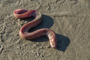 A strange find on the beach, a Hagfish by Marie Matheson (Large)