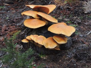 Big Laughing Mushroom, Gymnopilus junonius by Nancy Morin (Large)