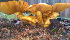 Big Laughing Mushroom by Christina Gonzales