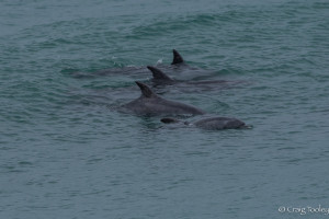 Bottlenose dolphins by Craig Tooley