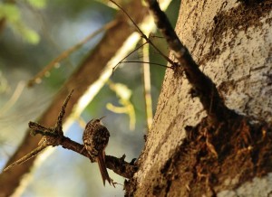 Brown Creeper by John Batchelder (Large)