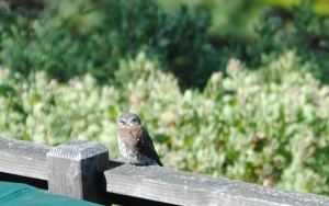 False Eye spots of Pygmy Owl by Jeanne Jackson