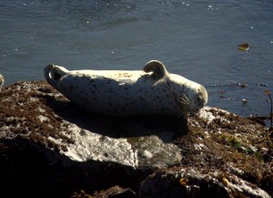Hi Jeanne - a Harbor Seal waves by Robert Scarola