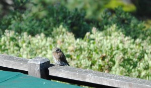 Pygmy Owl by Jeanne Jackson