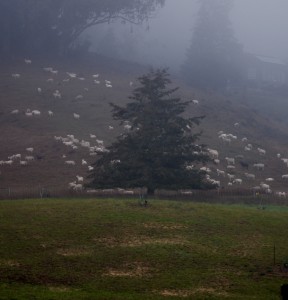 Scene by the Barn on The Sea Ranch by Clay Yale