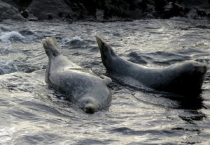 Staying Calm Though the tide is rising by Robert Scarola