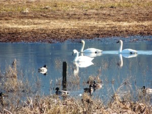 Three Tundra Swans and Mallards by Martin Steinpress