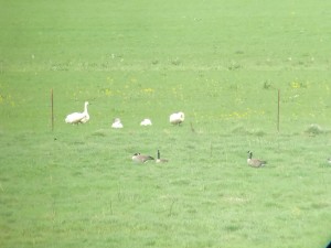 Tundra Swans and Canada Geese by Mel Smith