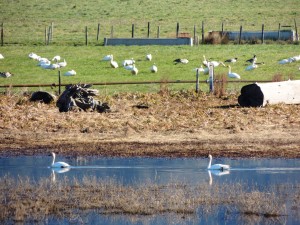 Tundra Swans by Martin Steinpress