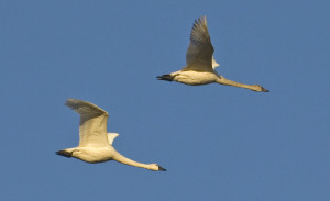 Tundra Swans by Steve Wilcox