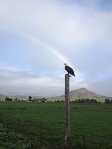 A Bald Eagle and a rainbow by Suzanne Kritz