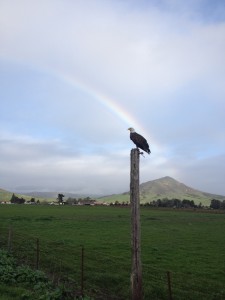 A Bald Eagle and a rainbow by Suzanne Kritz
