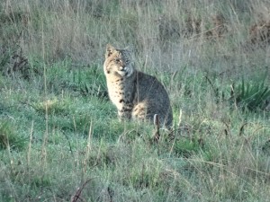 A Bobcat enjoying the sun by Jon Loveless