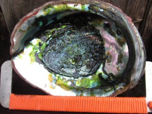 A rare chance to use an 11 inch abalone gauge by Jack Likins (Medium)