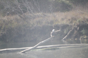 Bald Eagle eating a fish by Zak Rudy