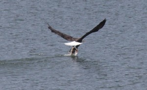 Bald Eagle flips the fish by Zak Rudy