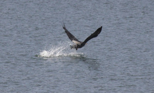 Bald Eagle gets its meal by Zak Rudy