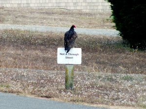 Enter at your own risk - a Turkey Vulture by Rob Diefenbach