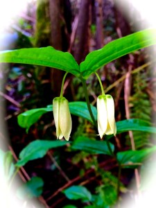 Fairy Bells by Amy Ruegg