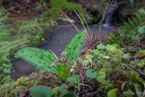 Fetid Adder's Tongue, the first wildflower of the year, by Craig Tooley