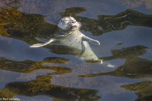 Sleeping Harbor Seal by Ron LeValley