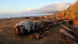 Storm tossed driftwood at Manchester Beach by Anne Mary Schaefer (Large)