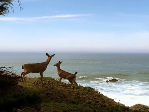 Two Deer on the bluff by Beth Kattleman