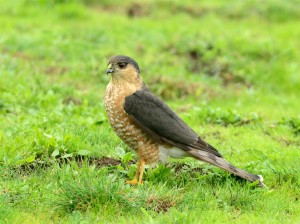 Coopers Hawk