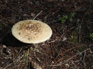 A Gemmed Amanita by Jeanne Jackson