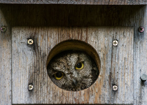 A Western Screech-owl in a nesting box by Craig Tooley