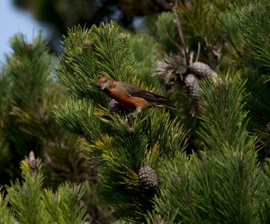 A male Red Crossbill looking at me by Sharon Beals