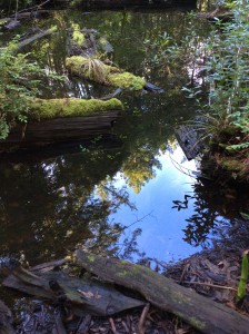 A pond in the forest reflects the sky by Shirley Mitchell