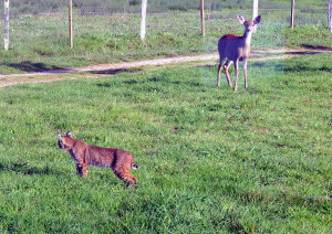 A stand-off between a Doe and a Bobcat by Mark Simkins