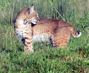 Bobcat looks back at the Doe by Mark Simkins