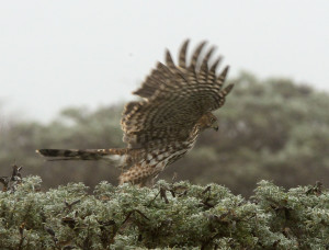 Cooper's Hawk by John Batchelder