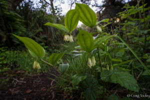 Fairy Bells in the rain by Craig Tooley