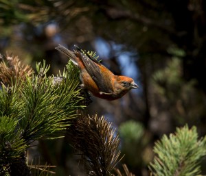 Found something - a male Red Crossbill by Sharon Beals