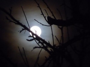 Halo around the moon by Peter Reimuller