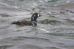 Harlequin Duck in the water by Craig Tooley