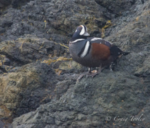 Harlequin Duck poses by Craig Tooley