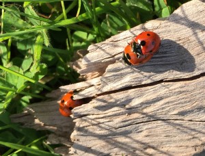 Ladybugs mating by Clay Yale