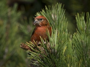 Male Crossbill finds a seed by Sharon Beals