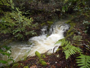 Quinlivin Creek after the storm by Jeanne Jackson (Large)