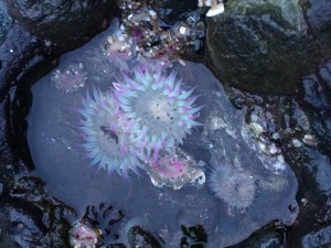 Sea Anemone by Amy Ruegg