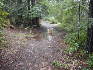 Sunny doesn't mind flooded trails (Large)