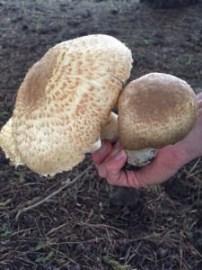 The Prince mushrooms by Catherine Miller