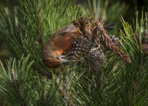 There's got to be food in here - a male Red Crossbill