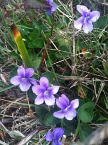 Western Dog Violets by Margaret Lindgren