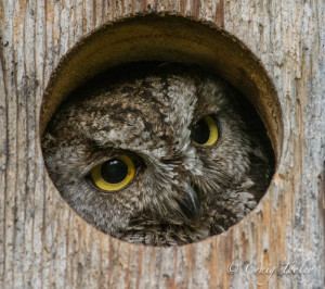 Western Screech-Owl finds a home by Craig Tooley